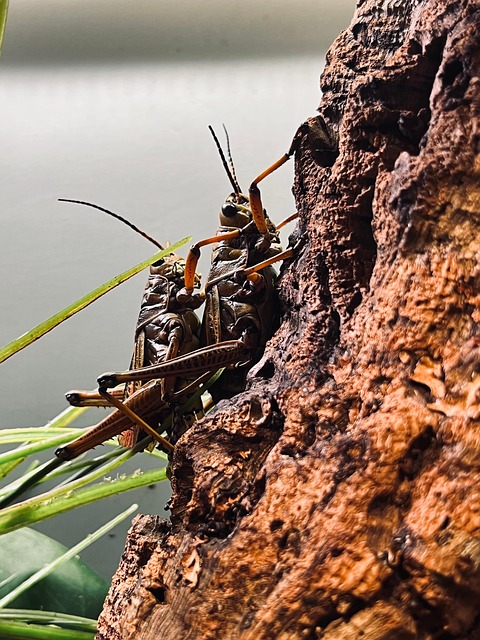 Free Insect Grasshoper photo and picture