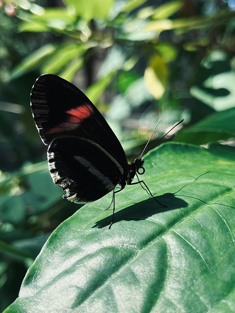 Free Insect Butterfly photo and picture