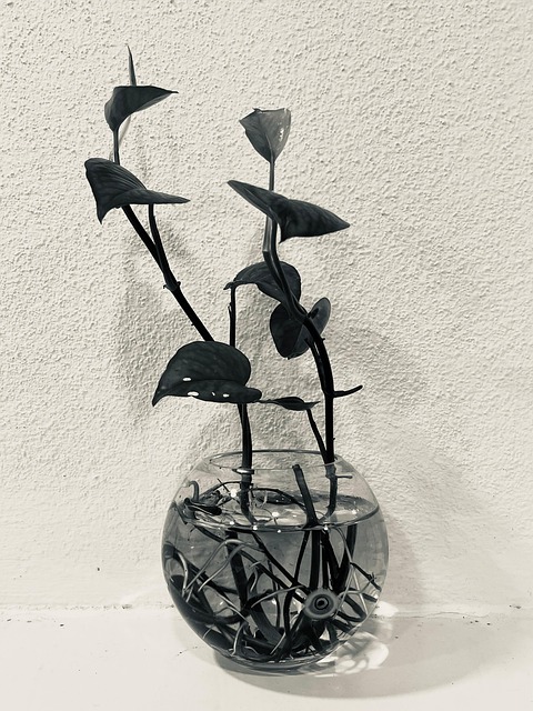 Free Plant Houseplant photo and picture