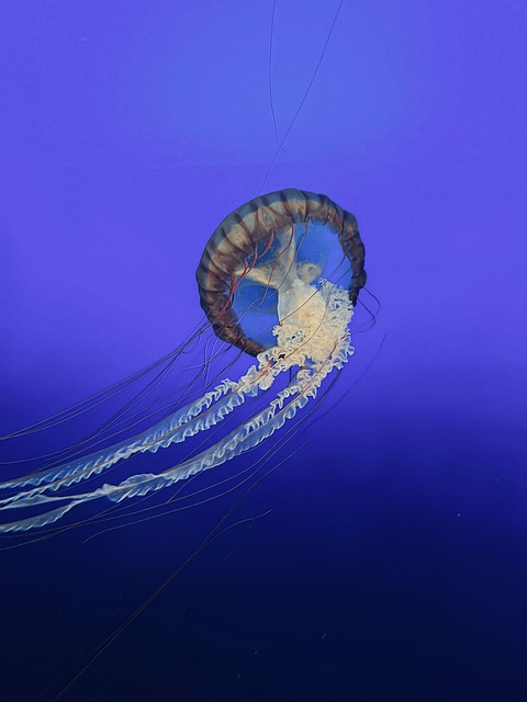 Free Jellyfish Underwater photo and picture