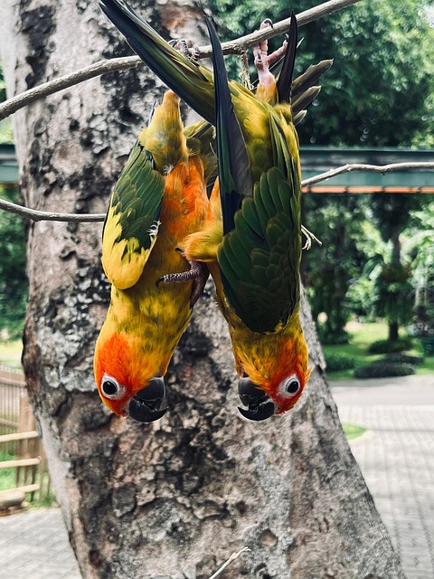 Free Parrot Bird photo and picture