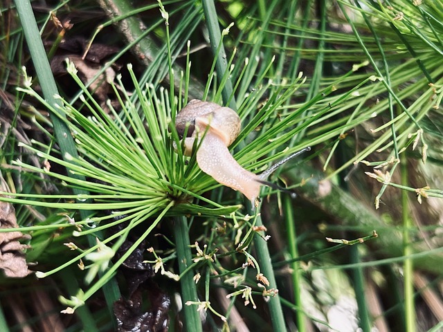 Free Snail Nature photo and picture