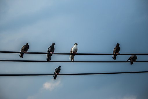 Dier, Dieren, Achtergrond, Bek, Mooi