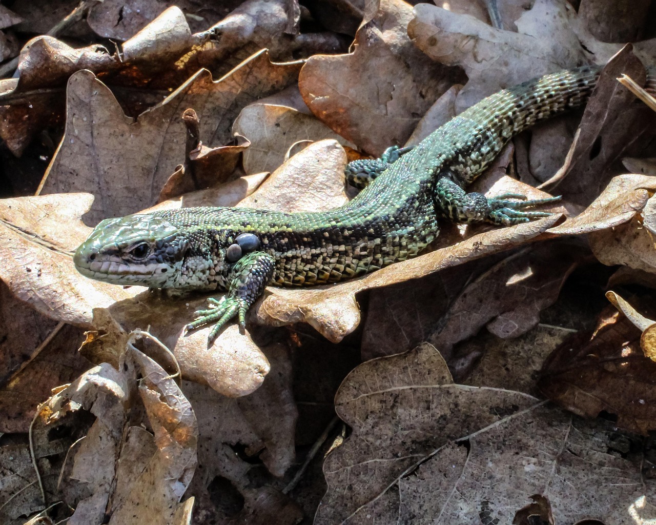 Lizard Germany Nature Free photo on Pixabay Pixabay
