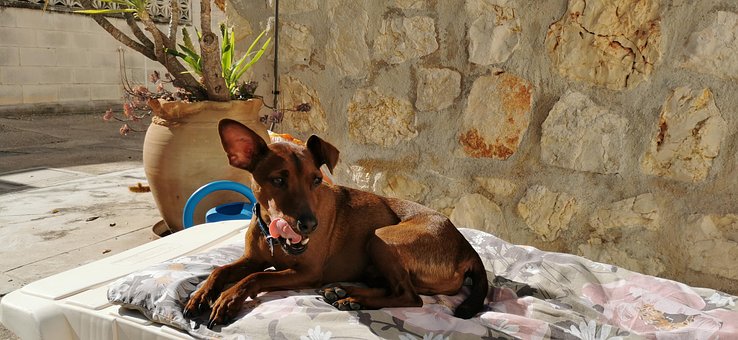 Free Dog Miniature Pinscher photo and picture