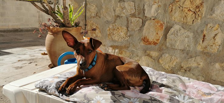 Free Dog Domestic Animal photo and picture