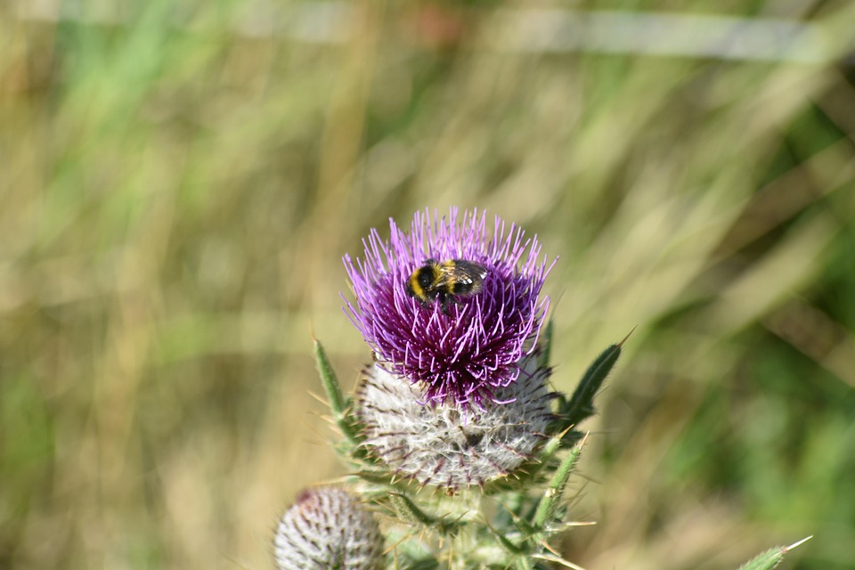 Flower Bee Botany - Free photo on Pixabay - Pixabay