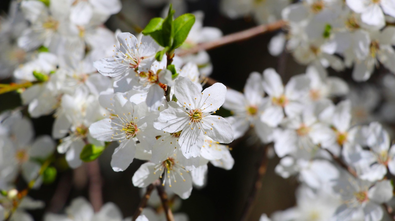 Fleurs Blanches