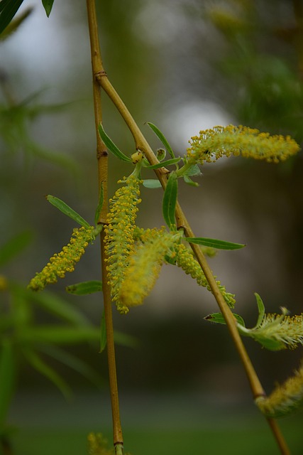 Free Willow Branch photo and picture