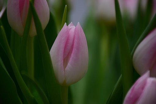 Free Flowers Tulips photo and picture