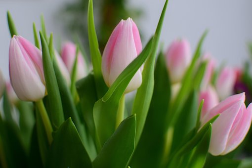 Free Flowers Leaves photo and picture