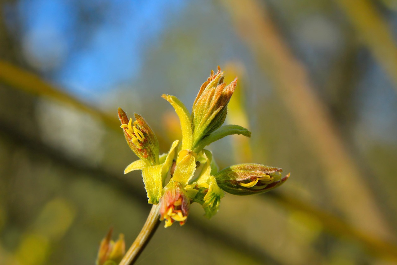 Buds Plant Flower - Free photo on Pixabay