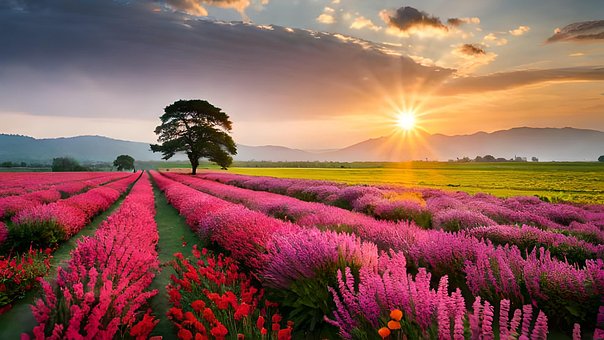 Free Flower Field Sunset photo and picture
