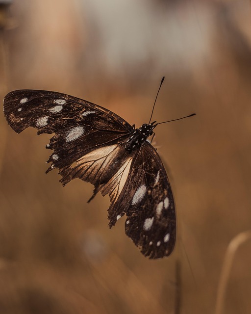 Insekt, Schmetterling, Entomologie