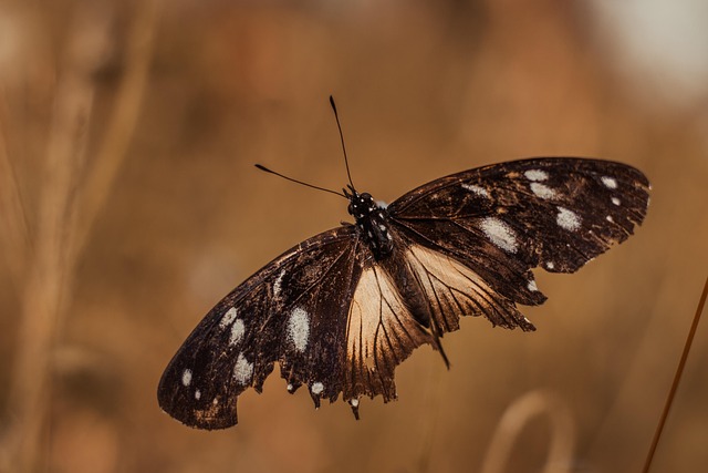 Schmetterling, Flügel, Brown, Antenne