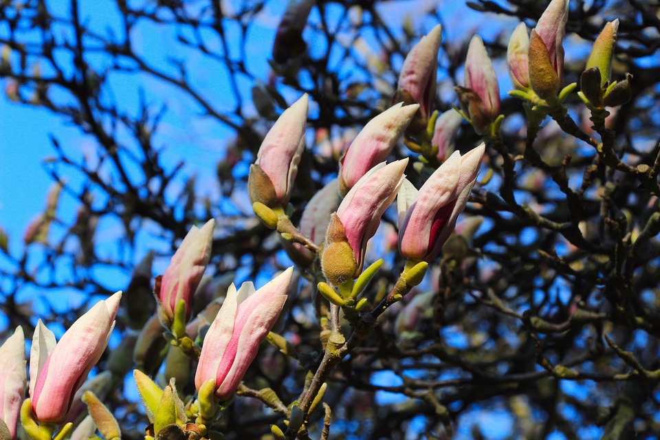 Flowers Buds Magnolia - Free photo on Pixabay