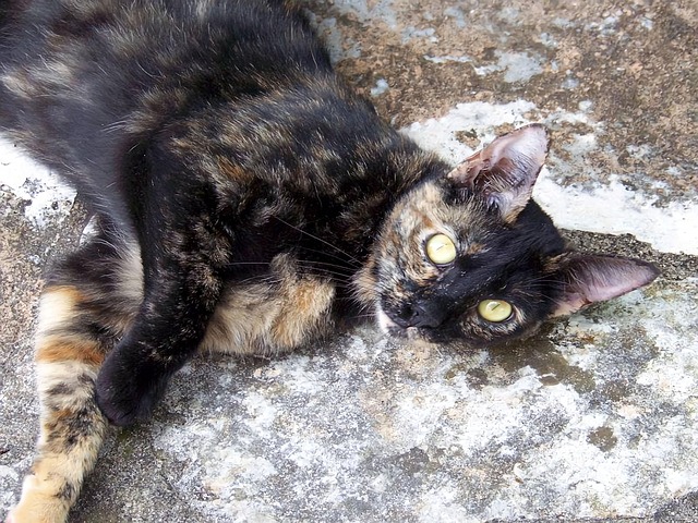 Free Cat Tortiseshell Cat photo and picture