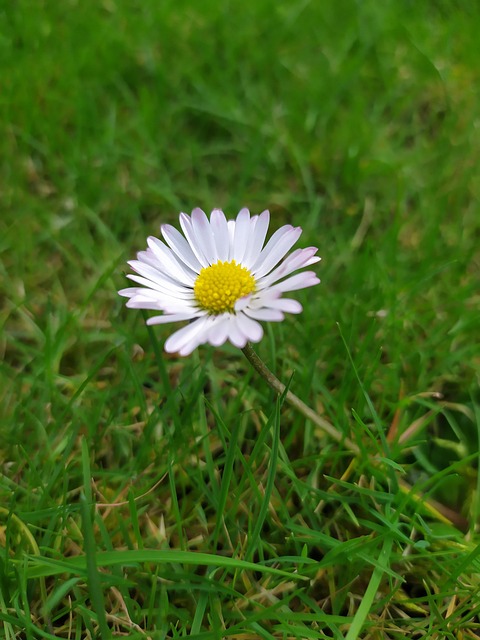 Free Flower Daisy photo and picture