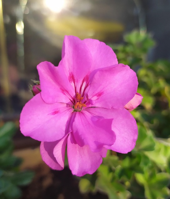 Free Flower Nature photo and picture