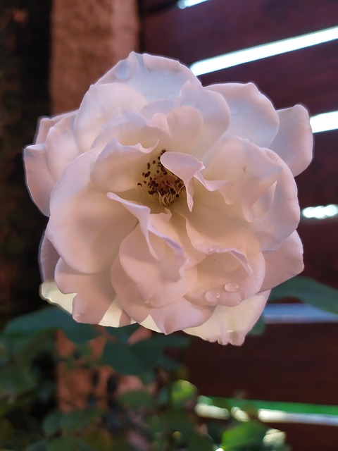 Free Spring Flower photo and picture