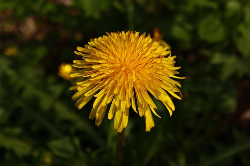 Free Dandelion Flower photo and picture