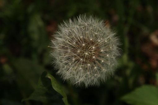 Free Dandelion Faded photo and picture
