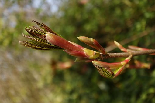 Free Spring Knosoe photo and picture