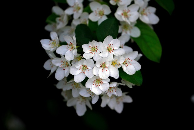 Flowers, full hd wallpaper, nature background and 4k wallpaper — photo by KIMDAEJEUNG