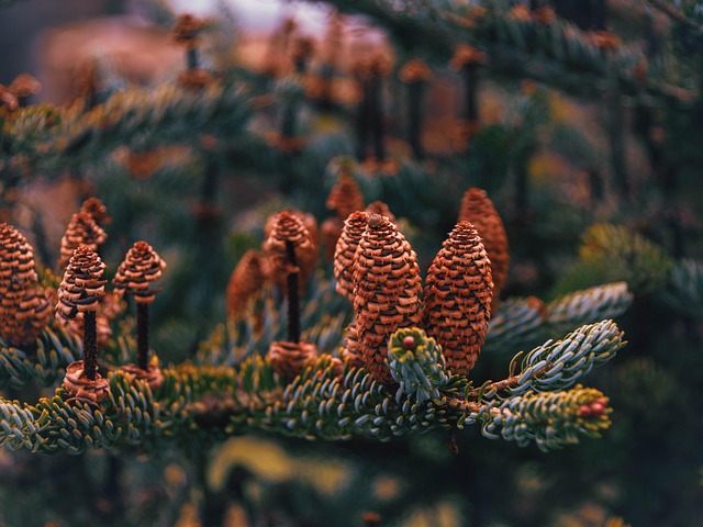 40 000 Free 4K Wallpaper 1920X1080 4K Wallpaper Images Pixabay
