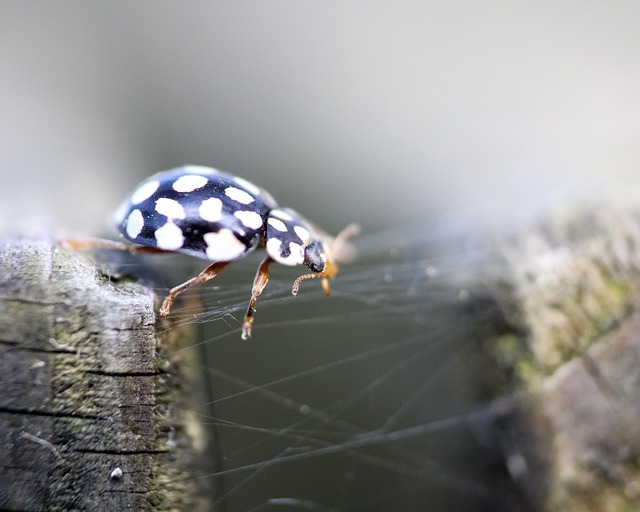 Bille, Mariehøne, Natur, Wildlive