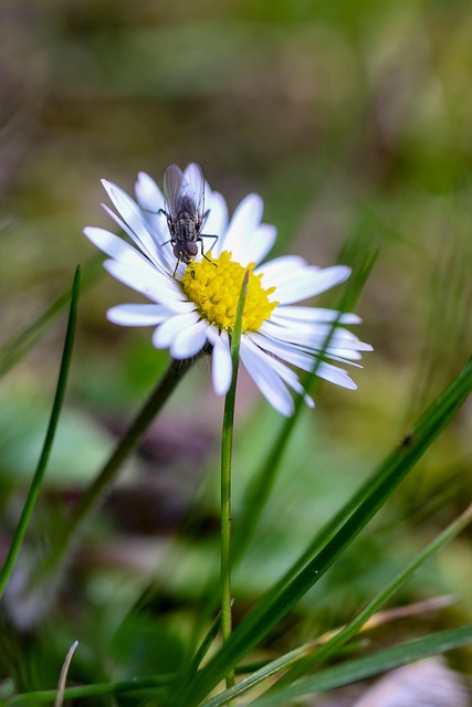 Flyve, Blomst, Makro, Udendørs, Natur