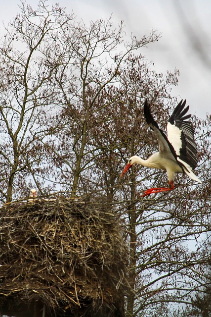Stork, Fugl, Natur, Rede, Wildlive