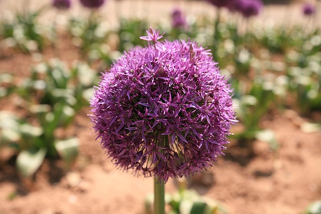 Free Flower Flower Buds photo and picture