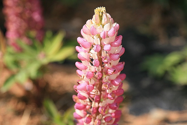 Free Flowers Lupine photo and picture