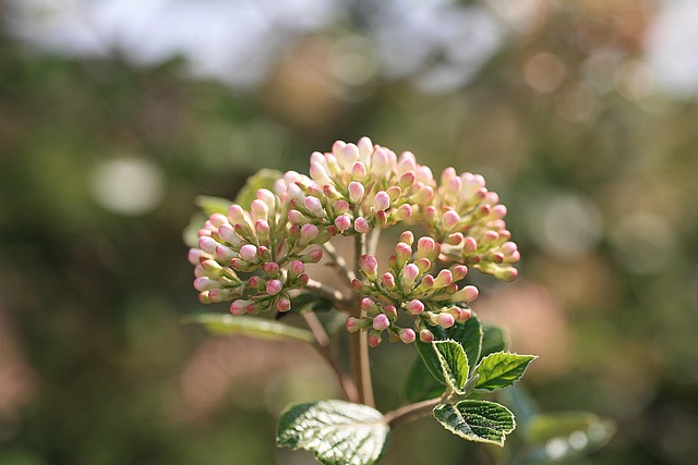 Free Flowers Petals photo and picture