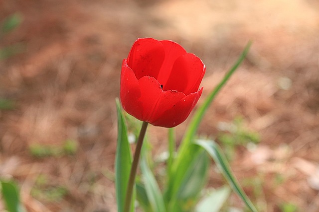 Free Spring Spring Flowers photo and picture