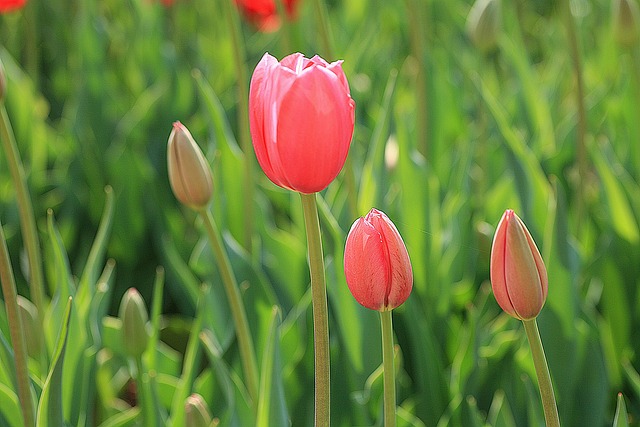 Free Tulip Petals photo and picture