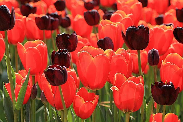 Free Flowers Tulips photo and picture