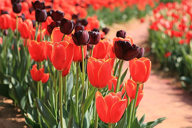 Free Flowers Tulips photo and picture