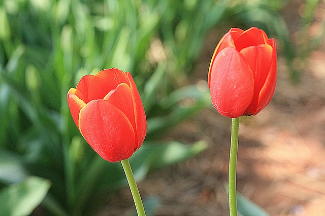 Free Spring Spring Flowers photo and picture