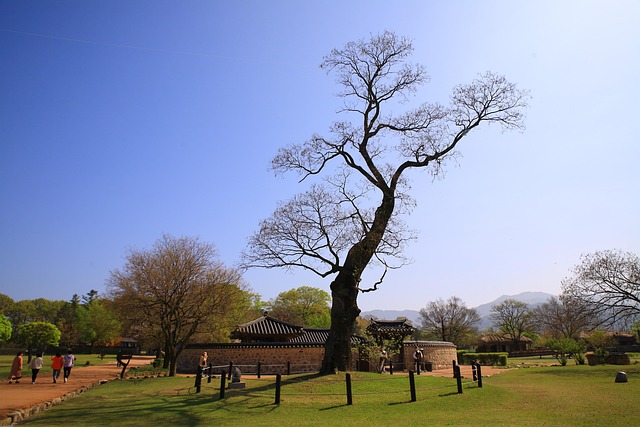 Free Haemieupseong Painting Tree photo and picture