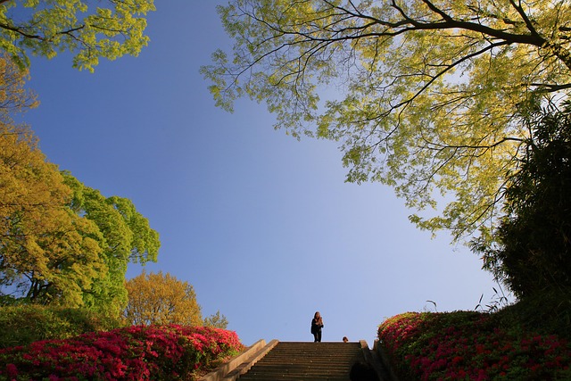 Free Spring Blue Sky photo and picture