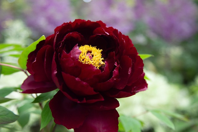 Free Red Flowers Red Flowers Peonies photo and picture