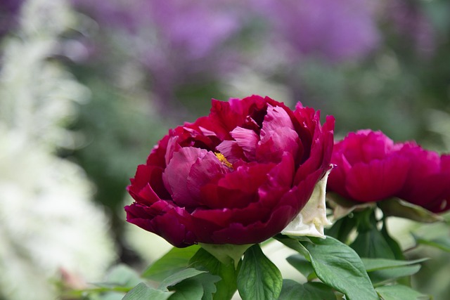 Free Red Flowers Red Flowers Peonies photo and picture