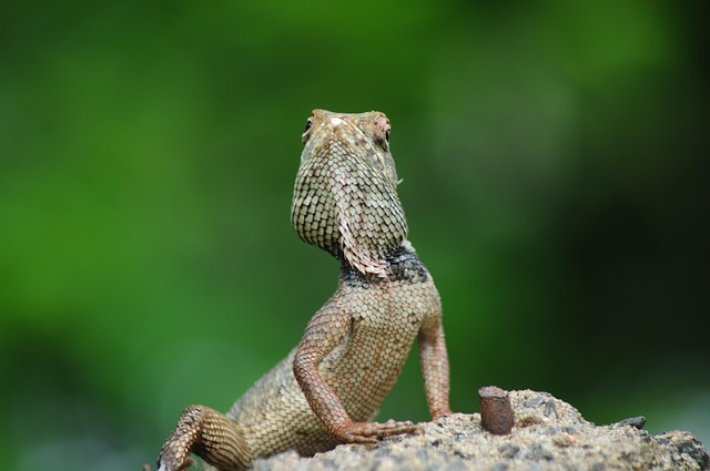 Free Lizard Green Lizard photo and picture