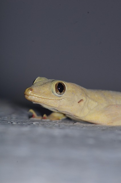 Free Lizard Chameleon photo and picture