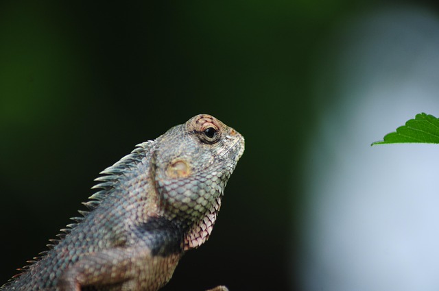 Free Lizard Reptile photo and picture