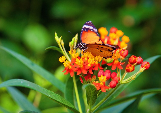 Free Butterfly Garden photo and picture
