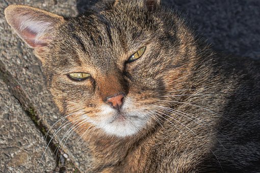 Kat, Omstrejfende Kat, Gadekat, Vild Kat