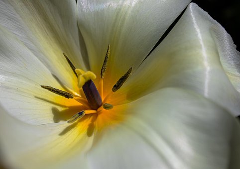 Tulipan, Blomst, Plante, Pistiller